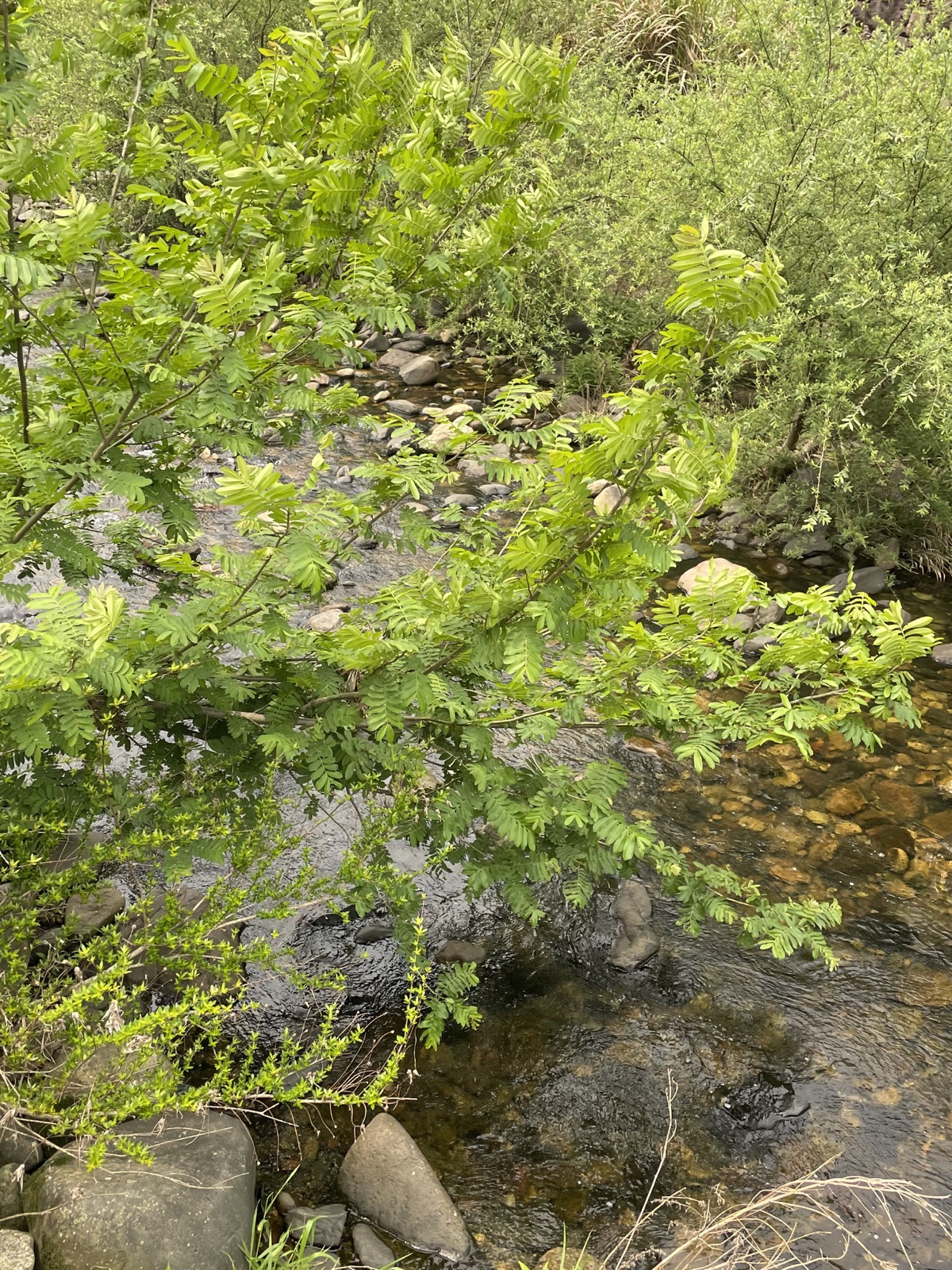 山林溪流